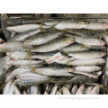 Gefrorene Sardine BQF Sardinops Sagax Bulk Packaging